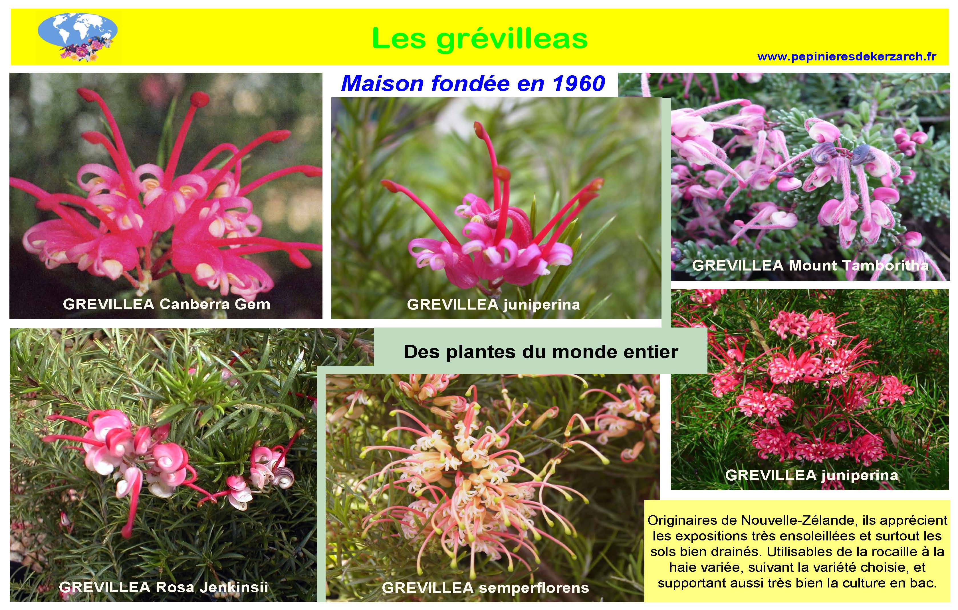 Grévilleas